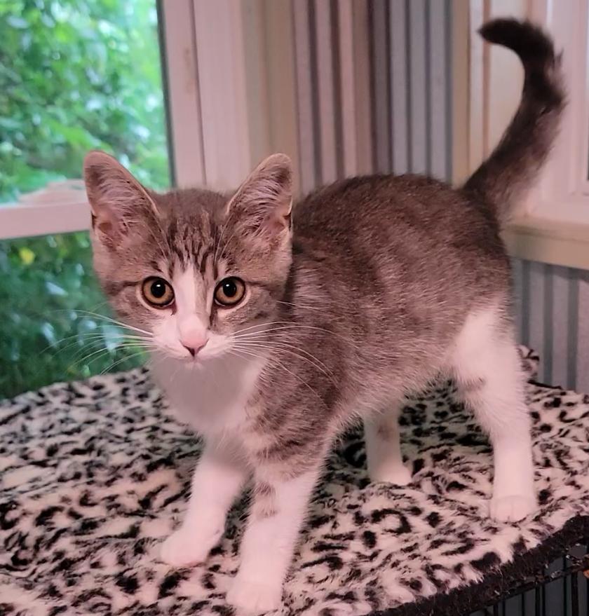 Enlarge Dandelion, a Adoptable Domestic Short Hair in Mount Sterling, KY image 5/5