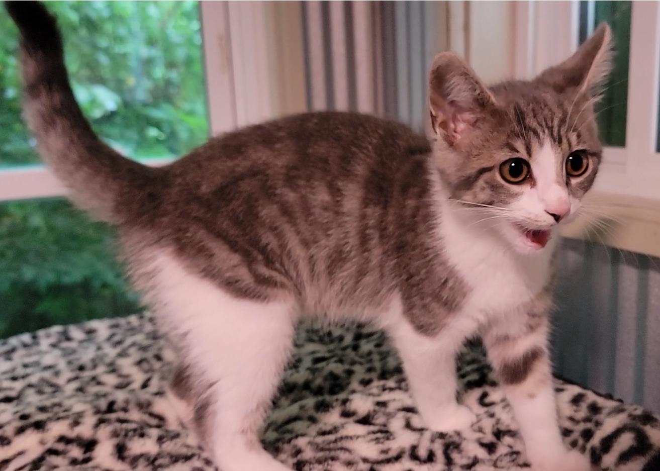 Enlarge Dandelion, a Adoptable Domestic Short Hair in Mount Sterling, KY image 3/5