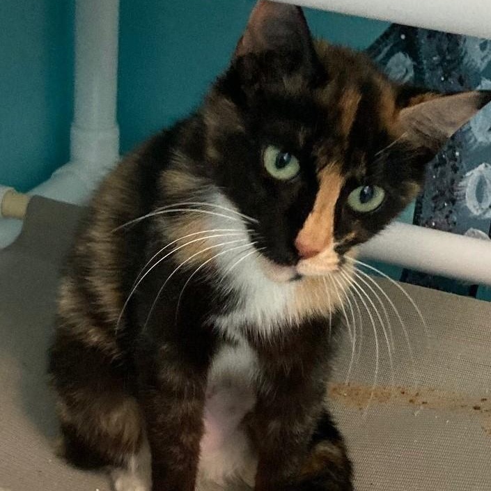 Mildred - Lovely Dark Calico, a ADOPTABLE Calico in Hoquiam, WA image 1/2