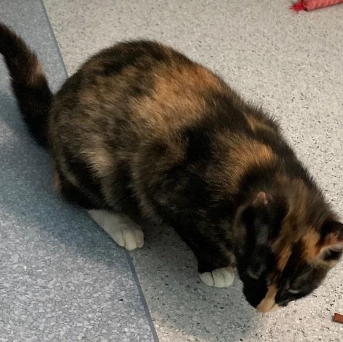Mildred - Lovely Dark Calico, a ADOPTABLE Calico in Hoquiam, WA image 2/2