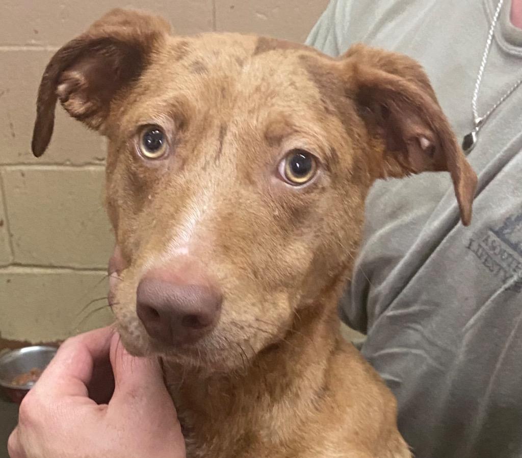 Coffee, Adoptable, Young Male Labrador Retriever & Pit Bull Terrier.
