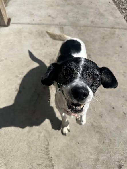 Frappe, ADOPTABLE, Adult Female Chihuahua.