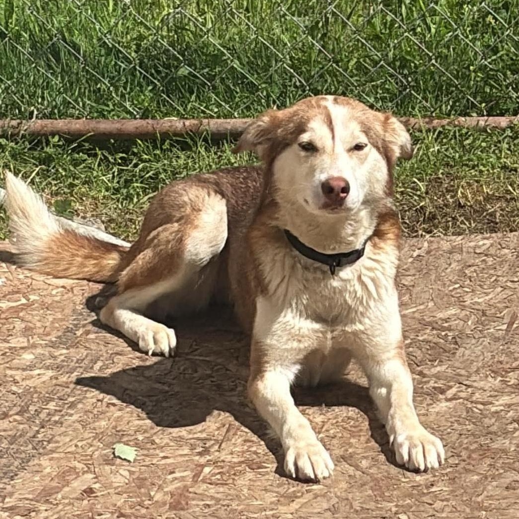 Tazzy (Courtesy Post), Adoptable, Adult Female Husky.