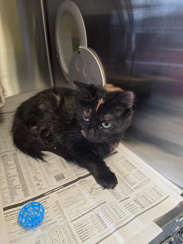 Bailey, Adoptable, Adult Female Domestic Short Hair.