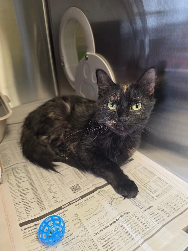 Enlarge Bailey, a Adoptable Domestic Short Hair in Cortland, NY image 2/2