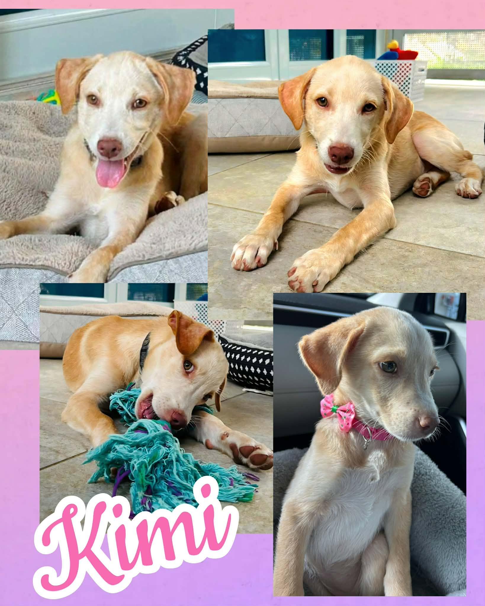 Enlarge Kimi, a ADOPTABLE mixed breed in Ringwood, NJ image 2/2