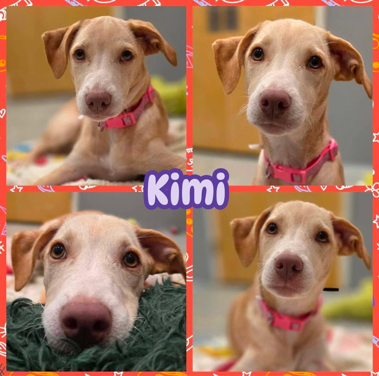 Kimi, ADOPTABLE, Puppy Female Labrador Retriever.