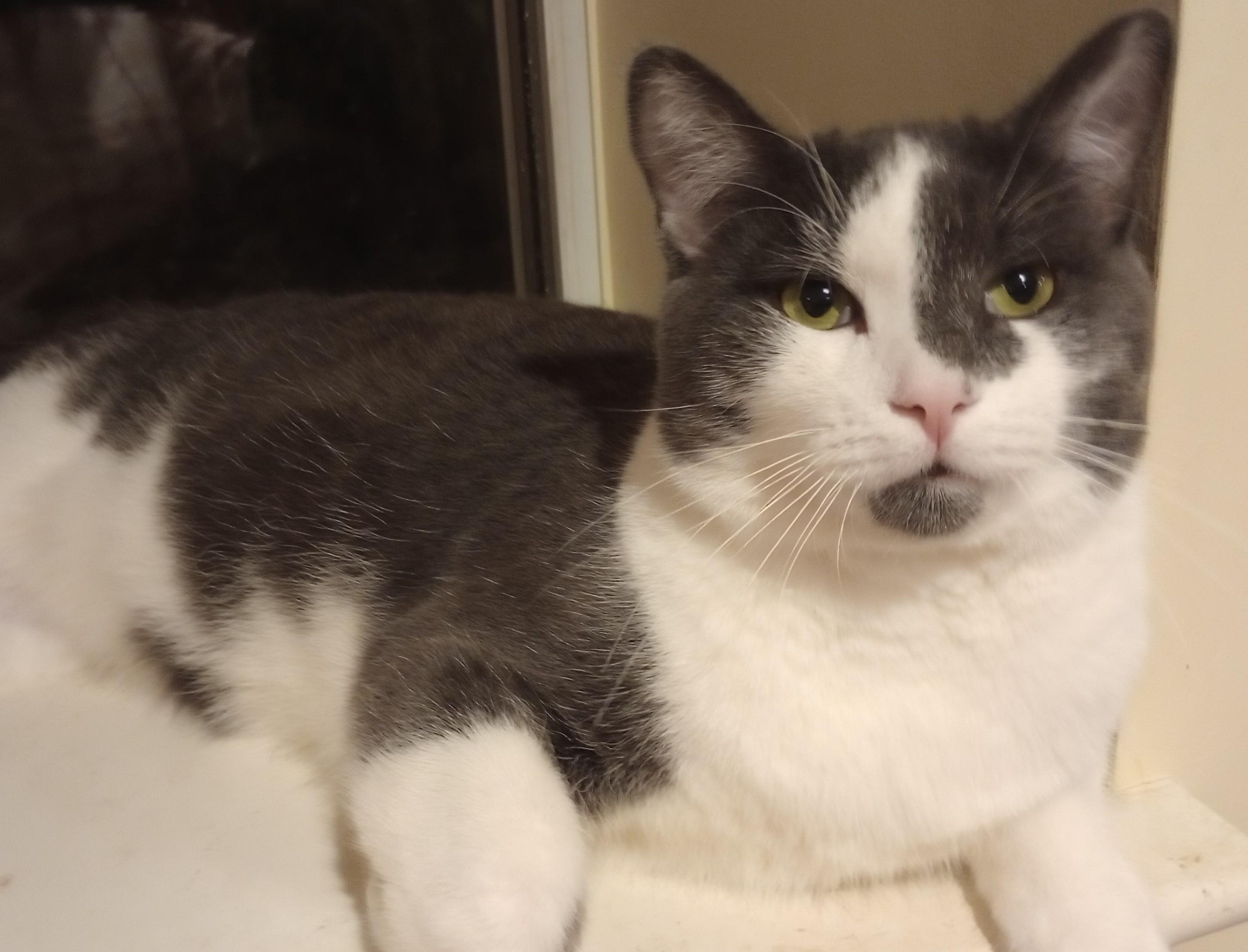 Enlarge Best Buy, a Adopted Domestic Short Hair in Wayland, MA image 2/6