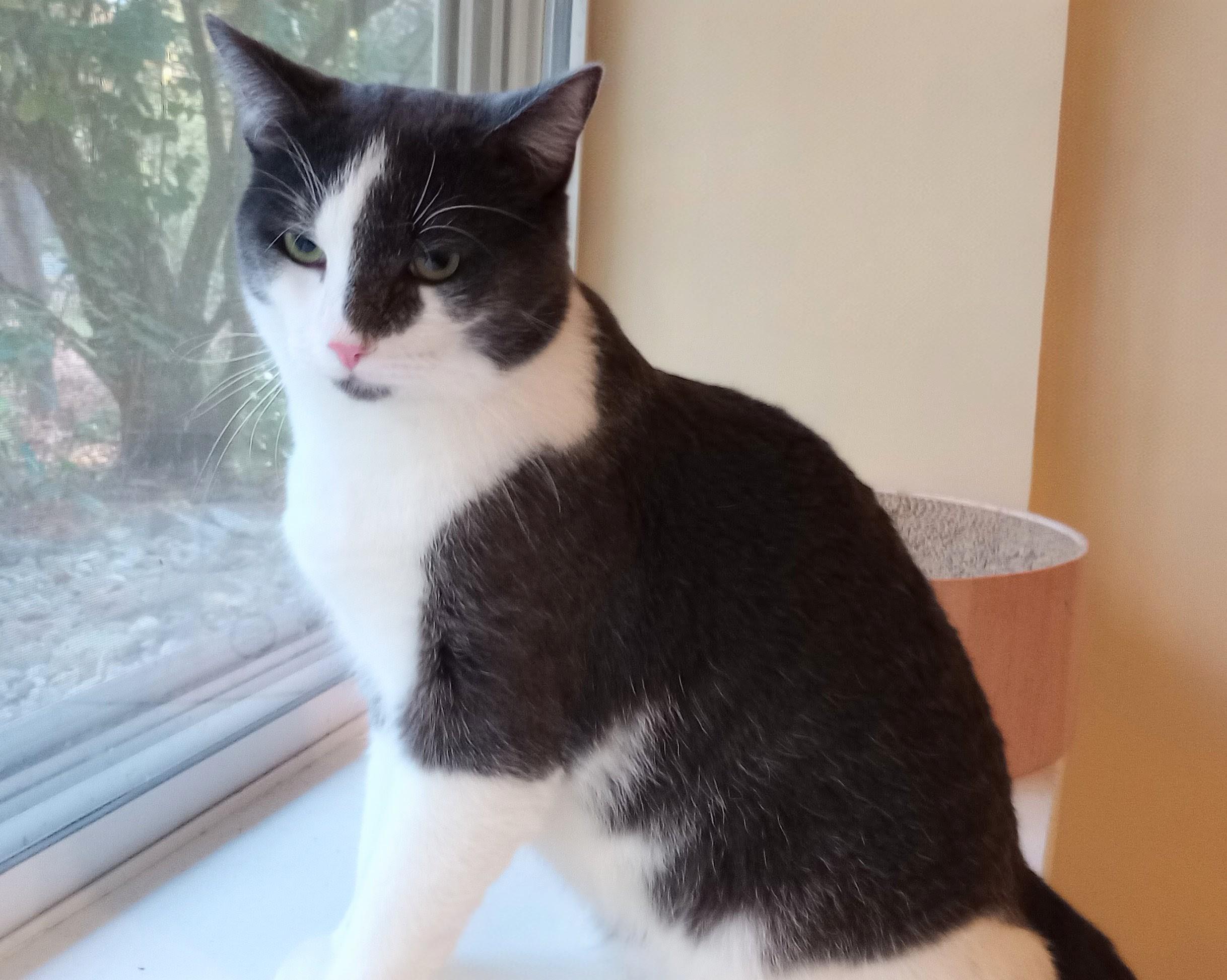 Enlarge Best Buy, a Adopted Domestic Short Hair in Wayland, MA image 3/6