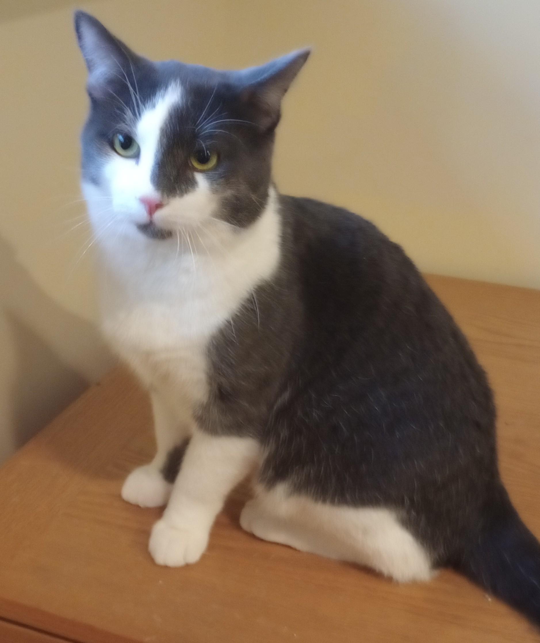 Enlarge Best Buy, a Adopted Domestic Short Hair in Wayland, MA image 4/6