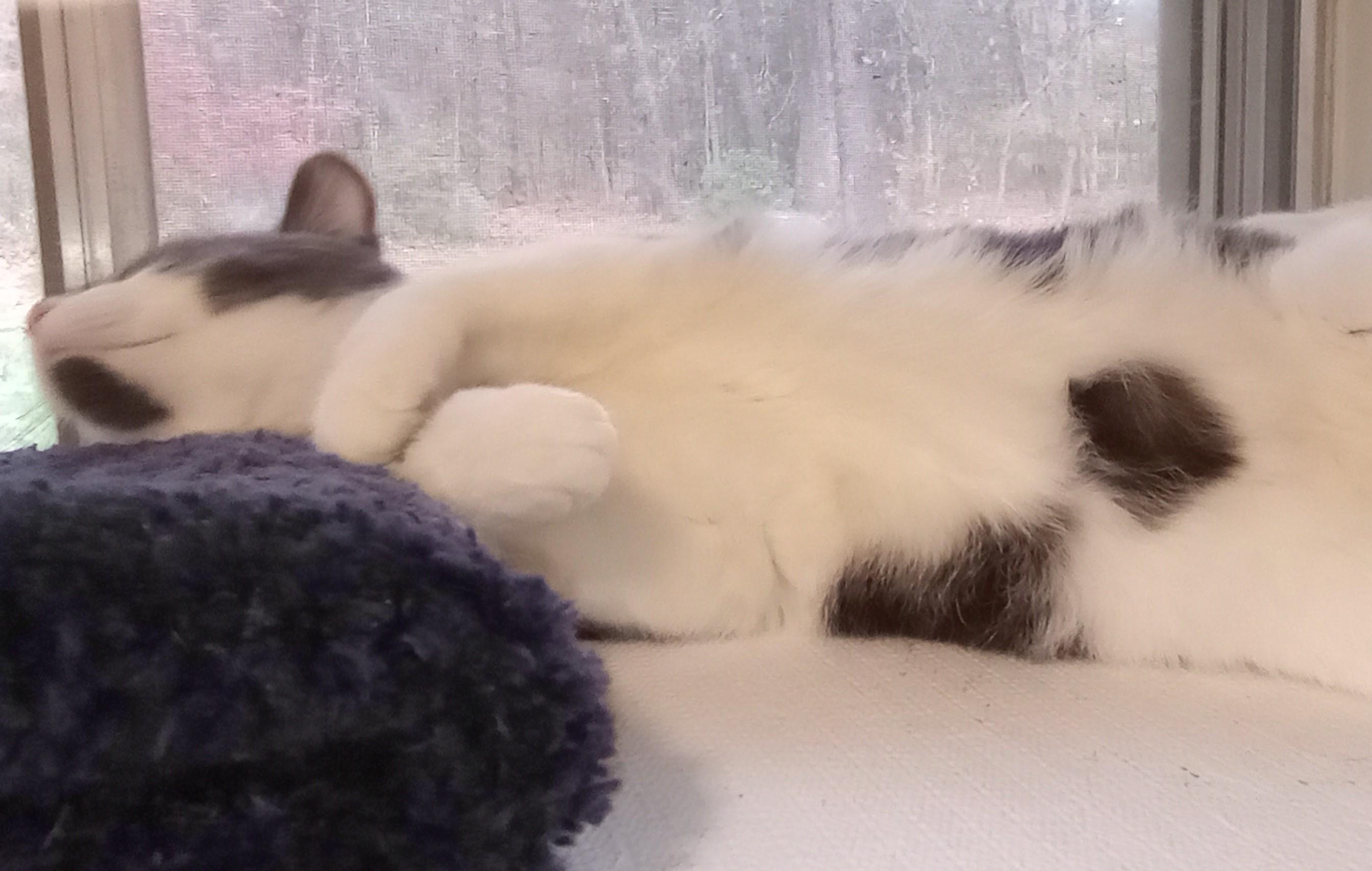 Enlarge Best Buy, a Adopted Domestic Short Hair in Wayland, MA image 6/6