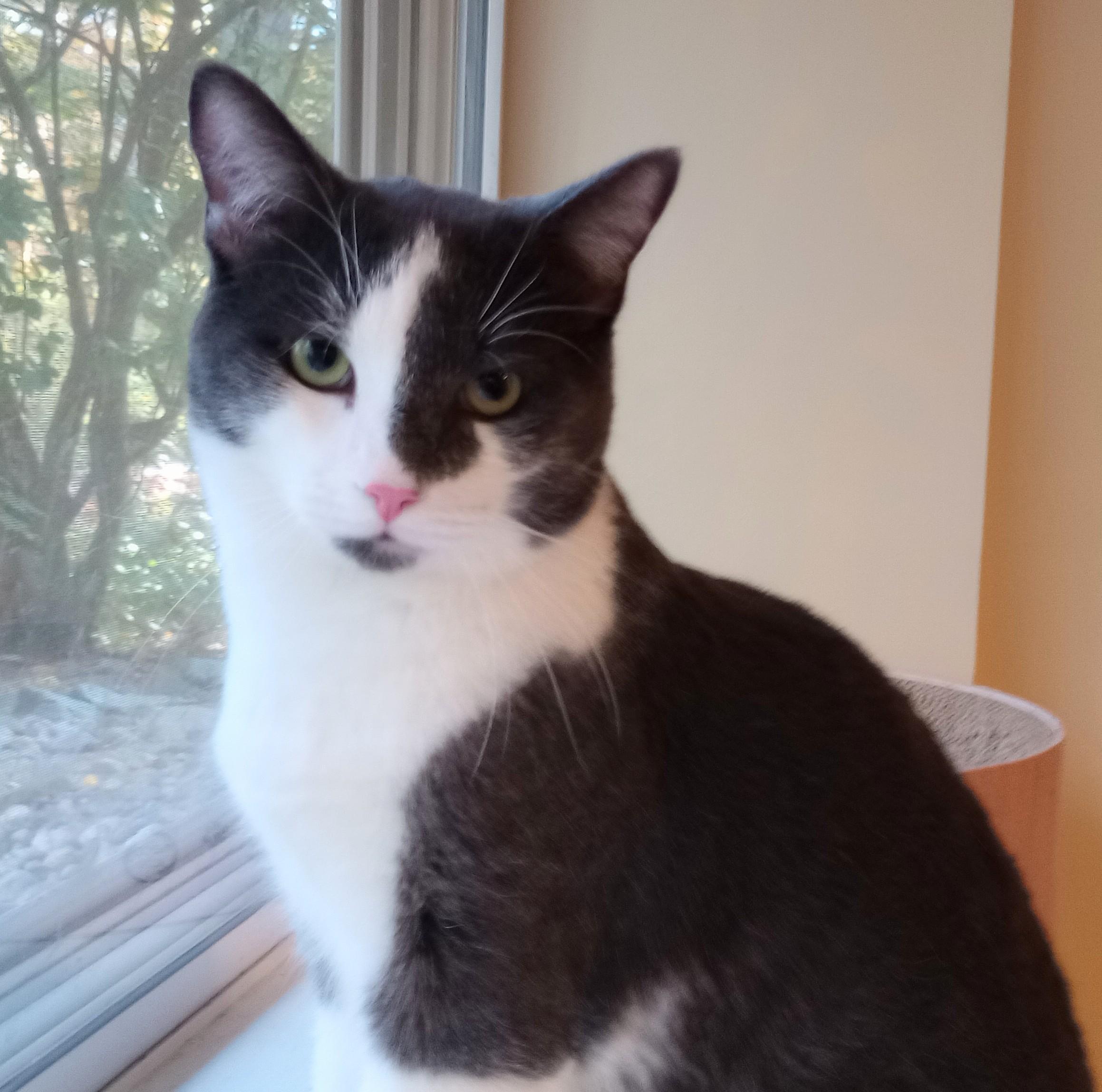 Enlarge Best Buy, a Adopted Domestic Short Hair in Wayland, MA image 1/6