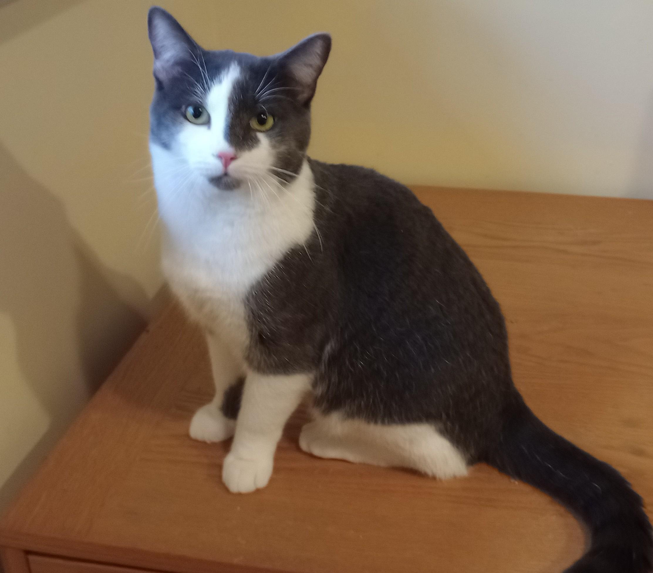 Enlarge Best Buy, a Adopted Domestic Short Hair in Wayland, MA image 5/6