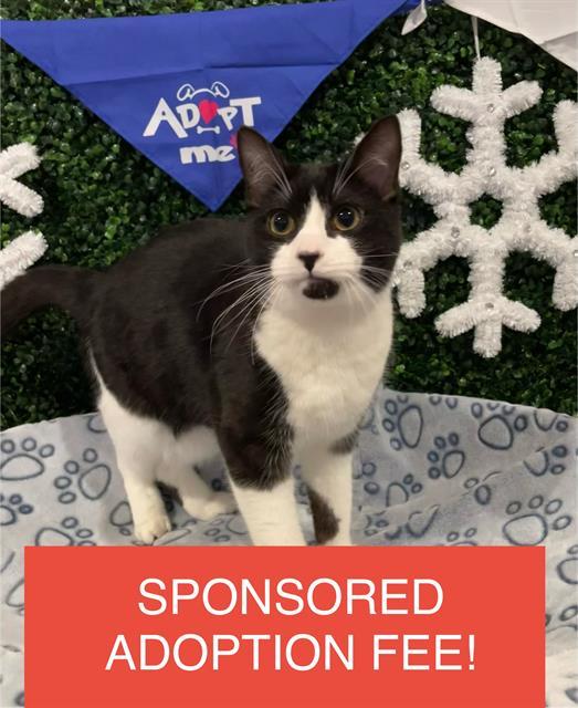 PENGUIN, Adoptable, Young Male Domestic Short Hair.