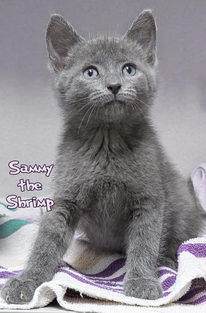 Sammy the Shrimp, Adoptable, Kitten Male Domestic Short Hair & Domestic Short Hair.