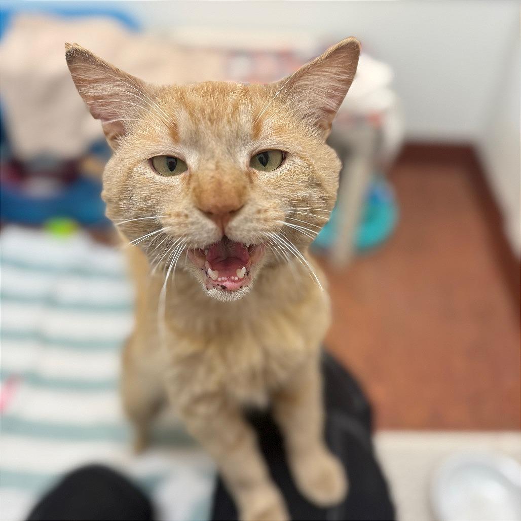 Mango, Adoptable, Adult Male Domestic Short Hair.