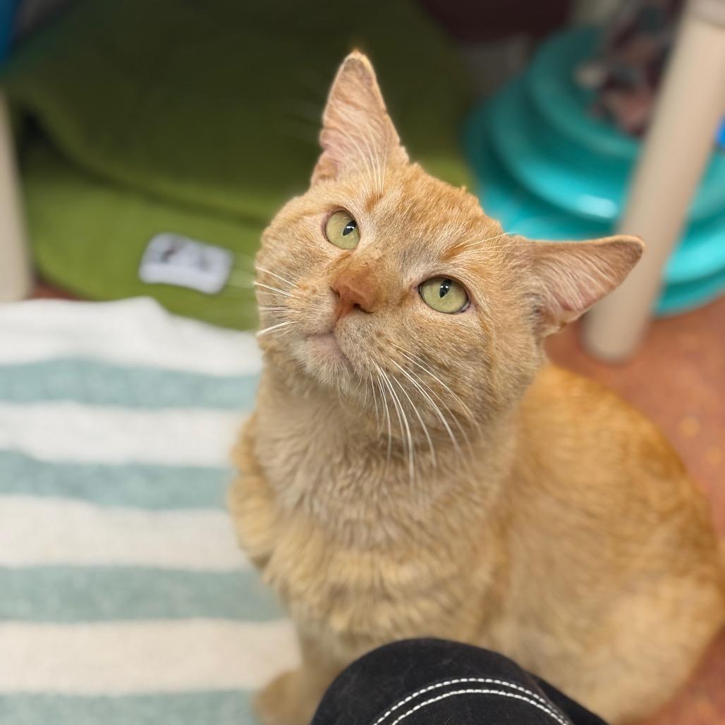 Enlarge Mango, a Adoptable Domestic Short Hair in Glenwood Springs, CO image 2/6