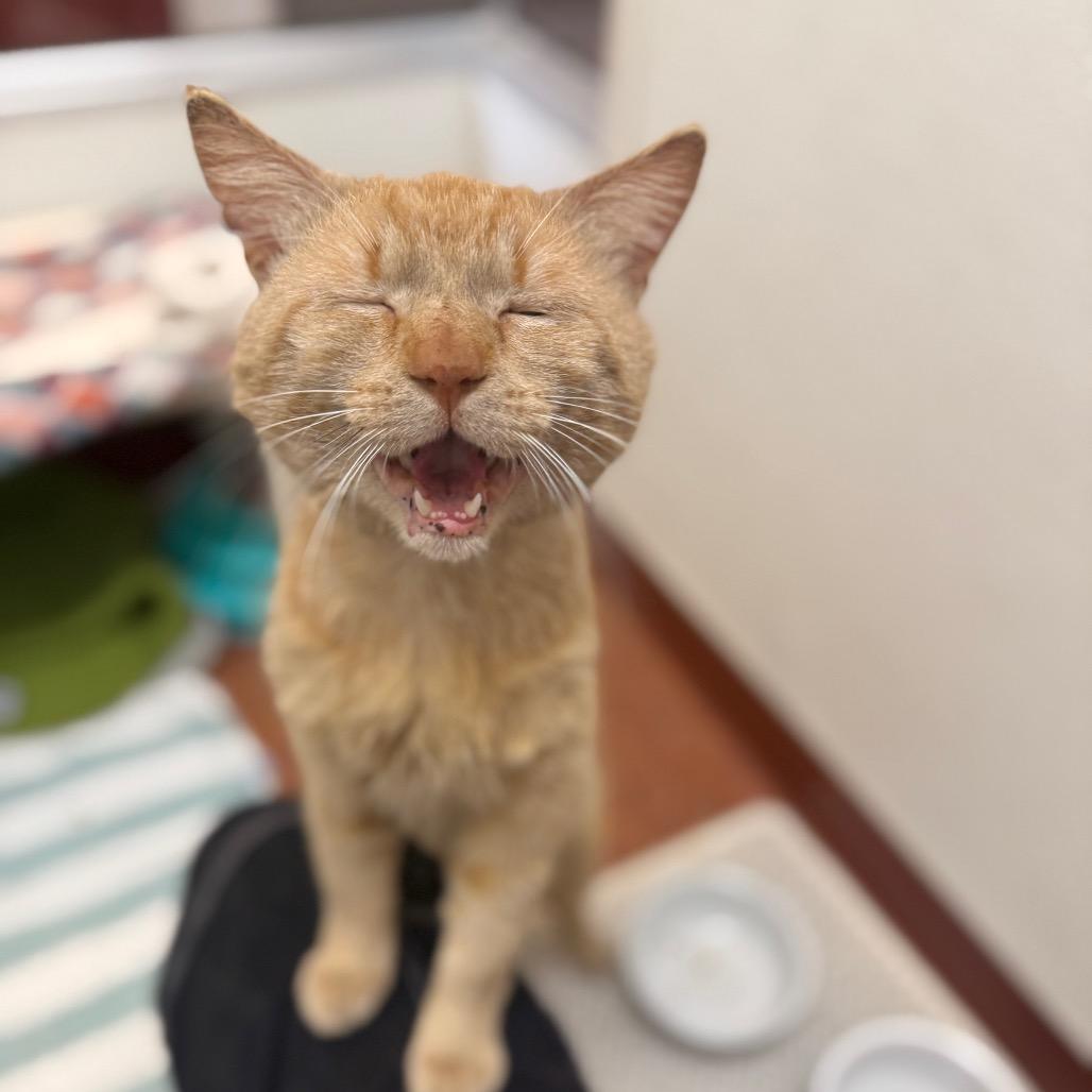 Enlarge Mango, a Adoptable Domestic Short Hair in Glenwood Springs, CO image 3/6
