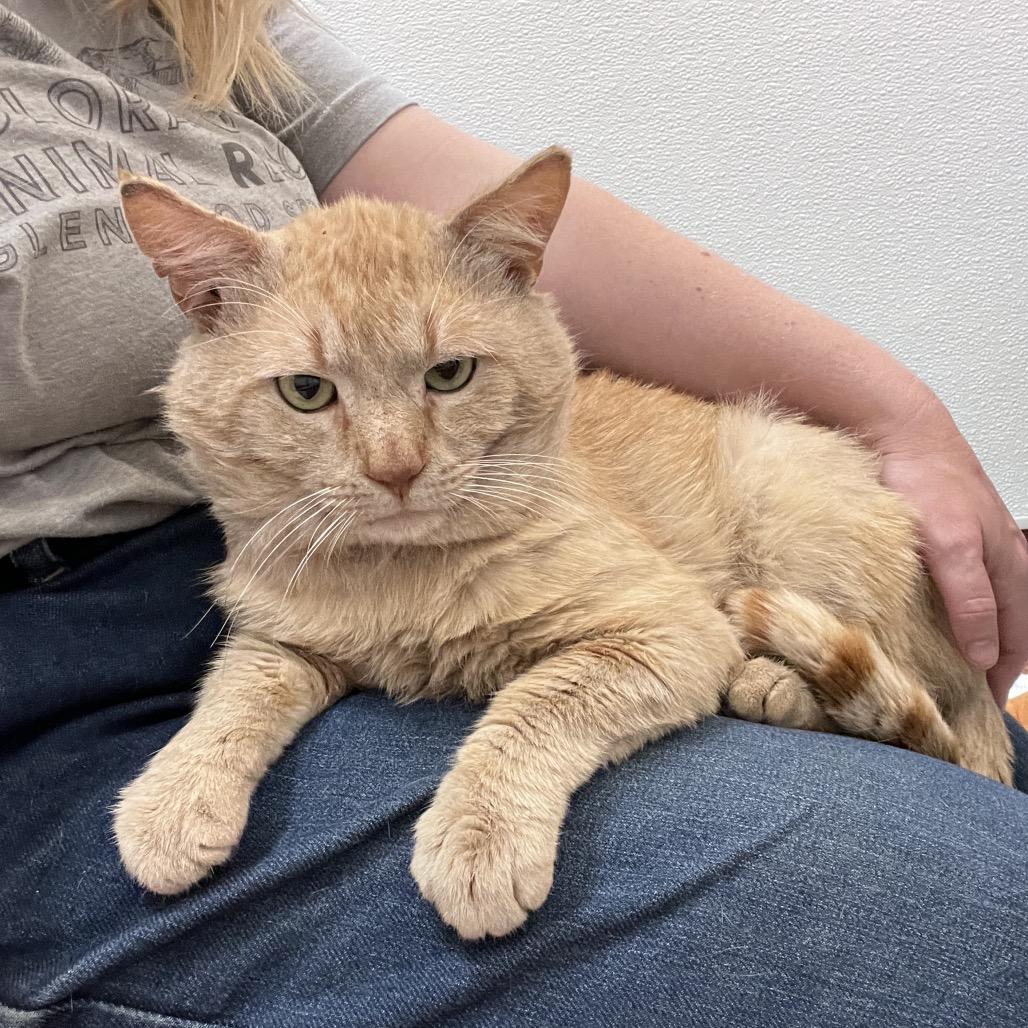 Enlarge Mango, a Adoptable Domestic Short Hair in Glenwood Springs, CO image 4/6