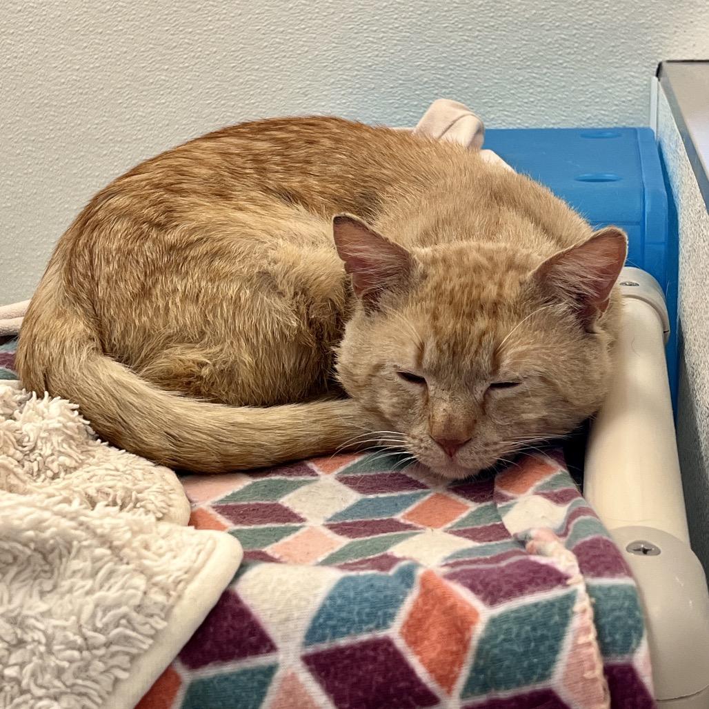 Enlarge Mango, a Adoptable Domestic Short Hair in Glenwood Springs, CO image 5/6