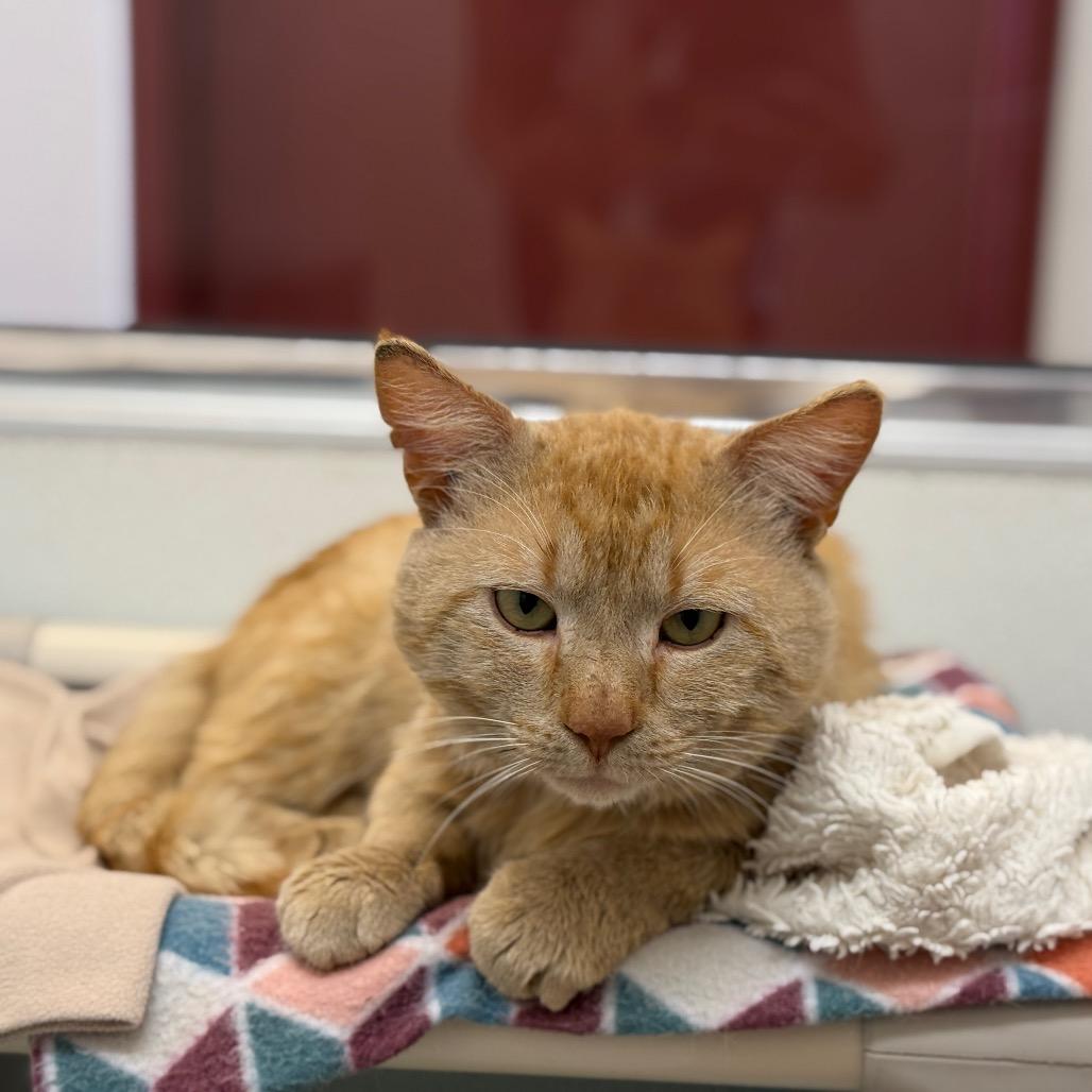 Enlarge Mango, a Adoptable Domestic Short Hair in Glenwood Springs, CO image 6/6