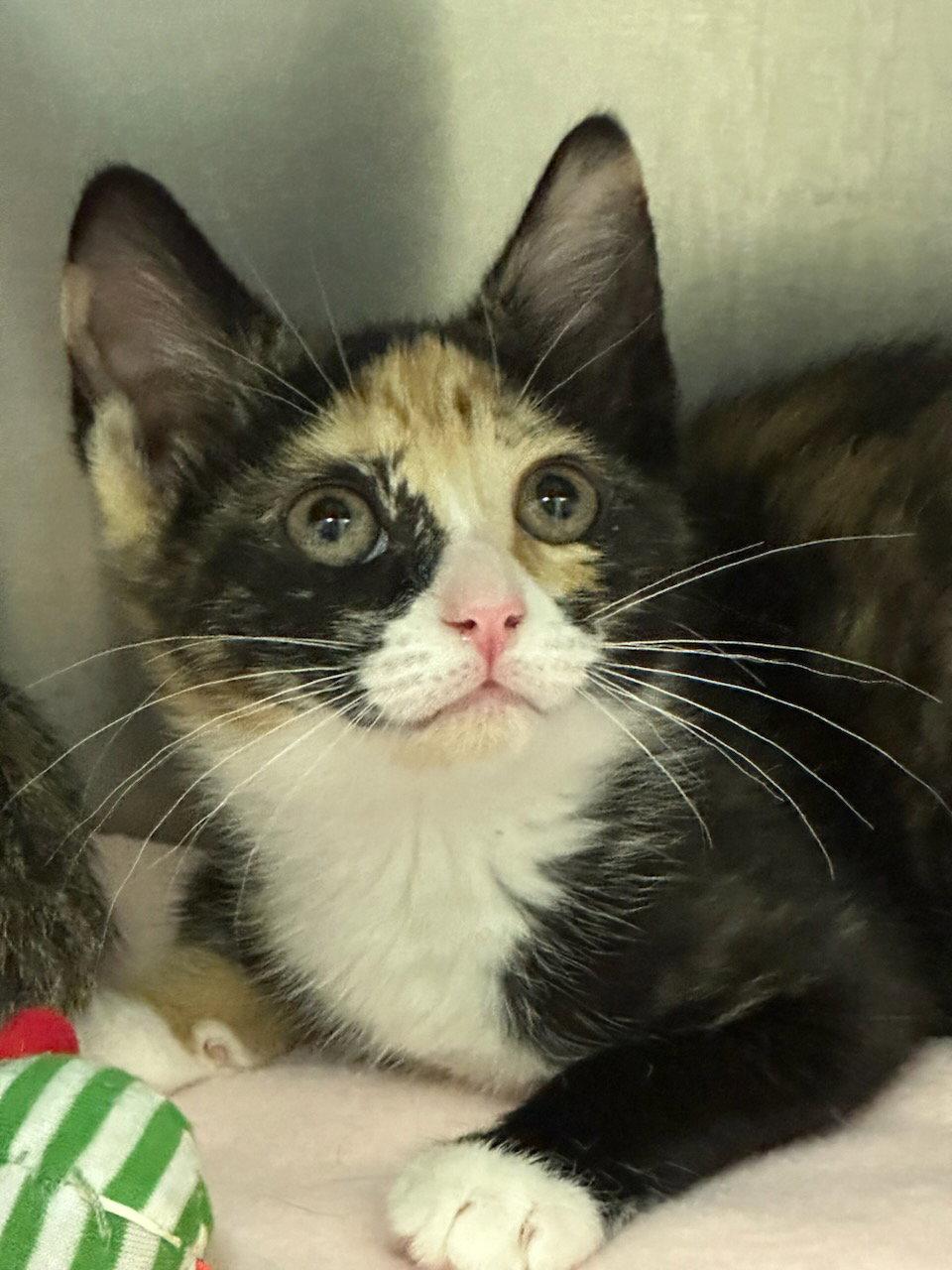 Dippin Dots, a Adoptable Domestic Short Hair in Newtown Square, PA image 2/3