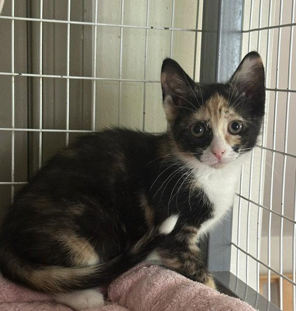 Dippin Dots, a Adoptable Domestic Short Hair in Newtown Square, PA image 3/3