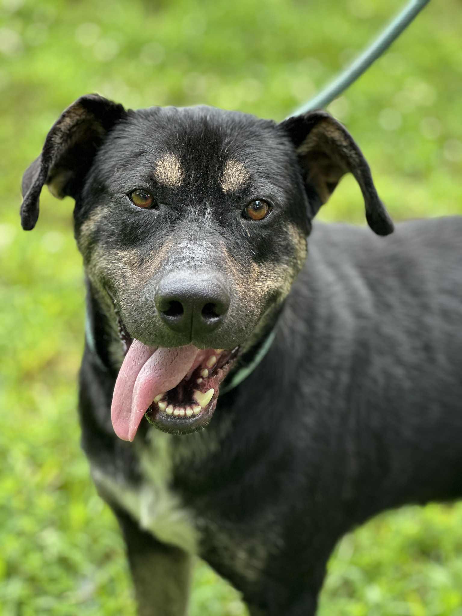 Dakota, Young Male Rottweiler