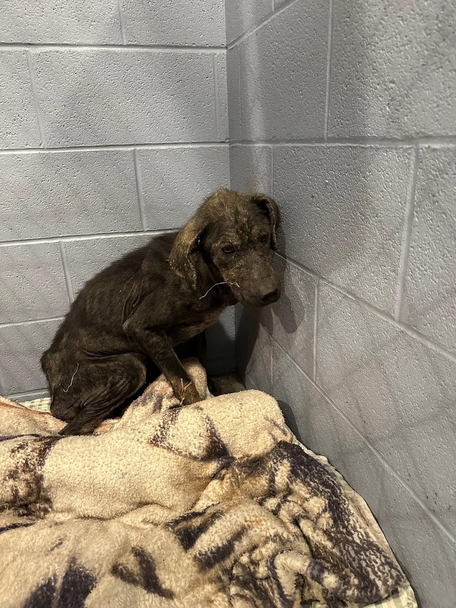 Dakota photo 4