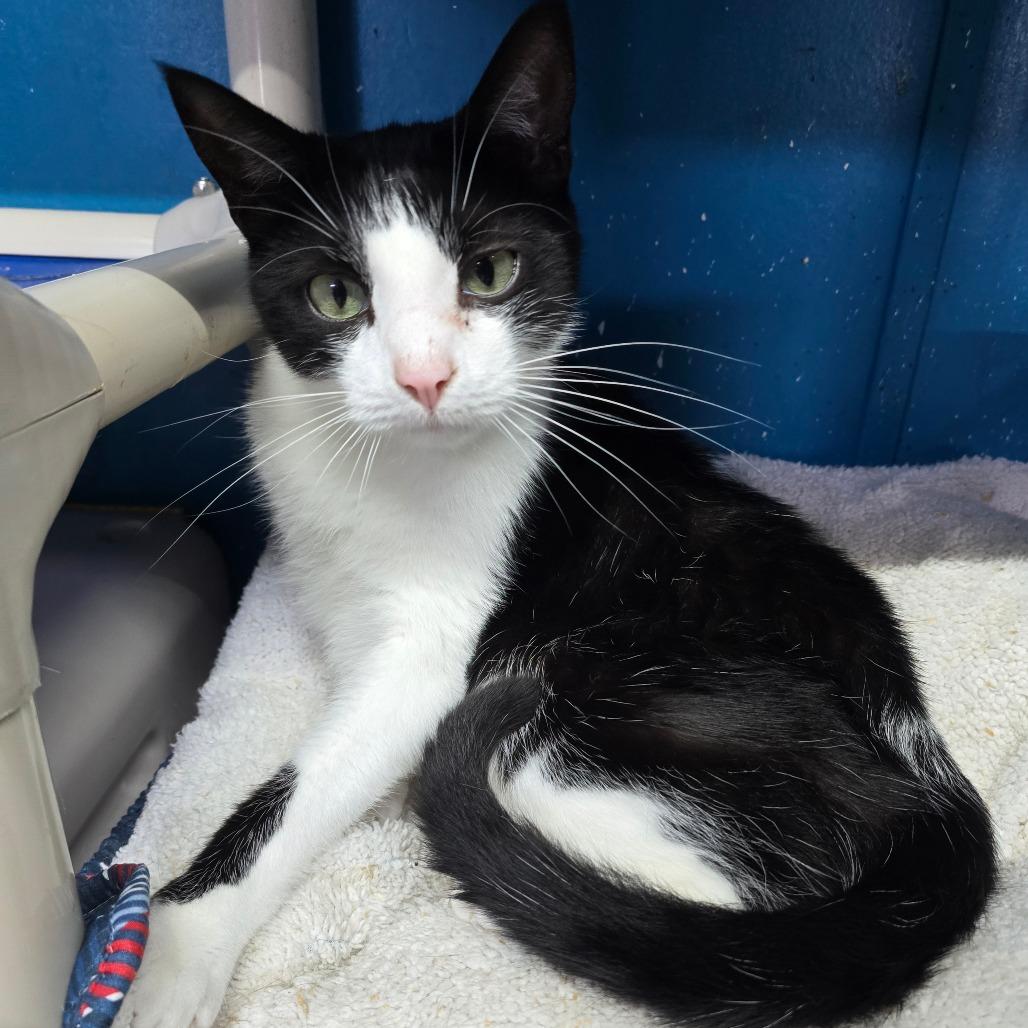 Chuckles, Adoptable, Adult Male Domestic Short Hair.