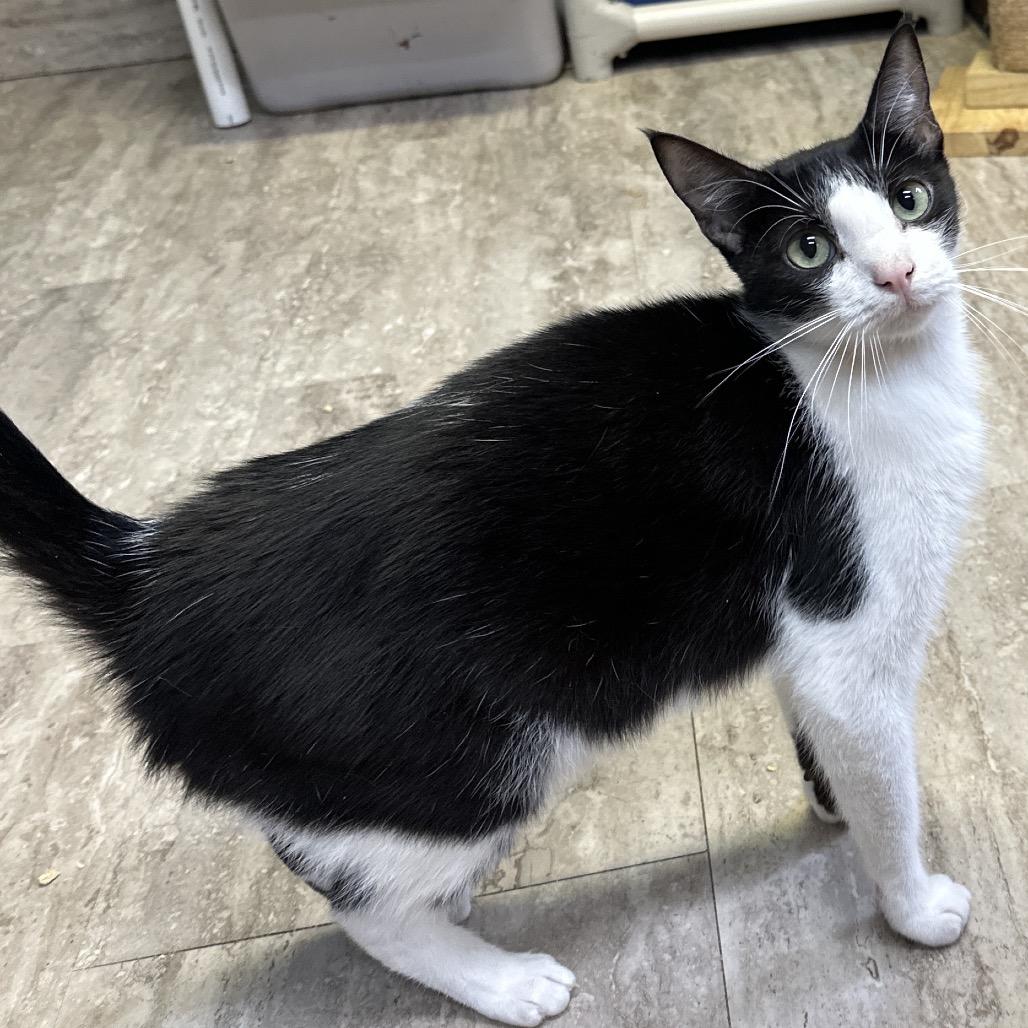 Enlarge Chuckles, a Adoptable Domestic Short Hair in Hinesville, GA image 1/2