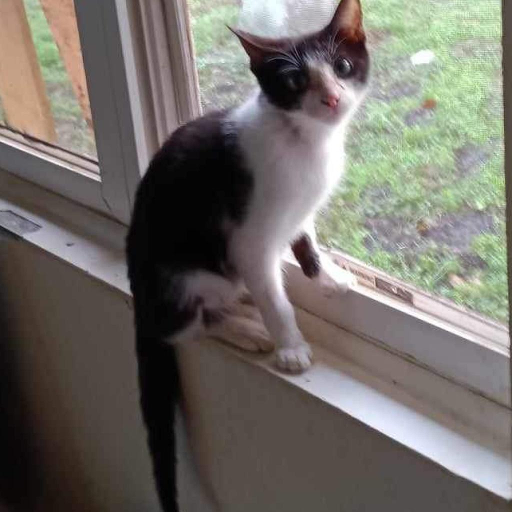 Enlarge Chuckles, a Adoptable Domestic Short Hair in Hinesville, GA image 2/2