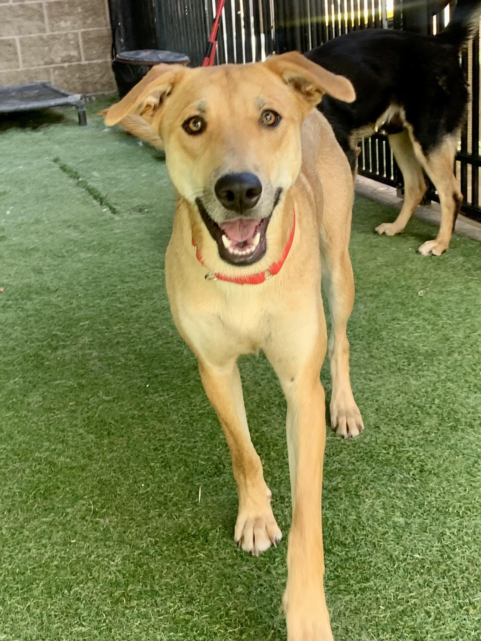 Salem, an adoptable mixed breed in Grass Valley, CA image 3/6