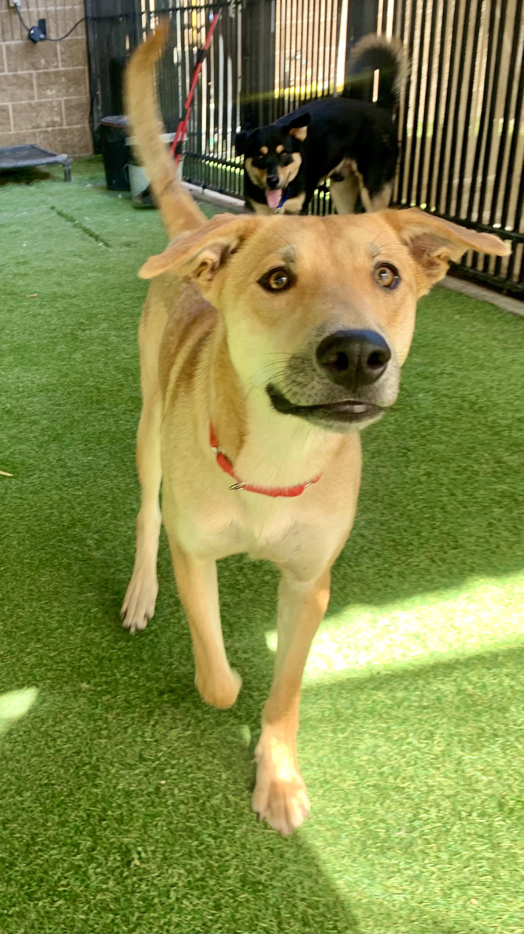 Salem, an adoptable mixed breed in Grass Valley, CA image 2/6