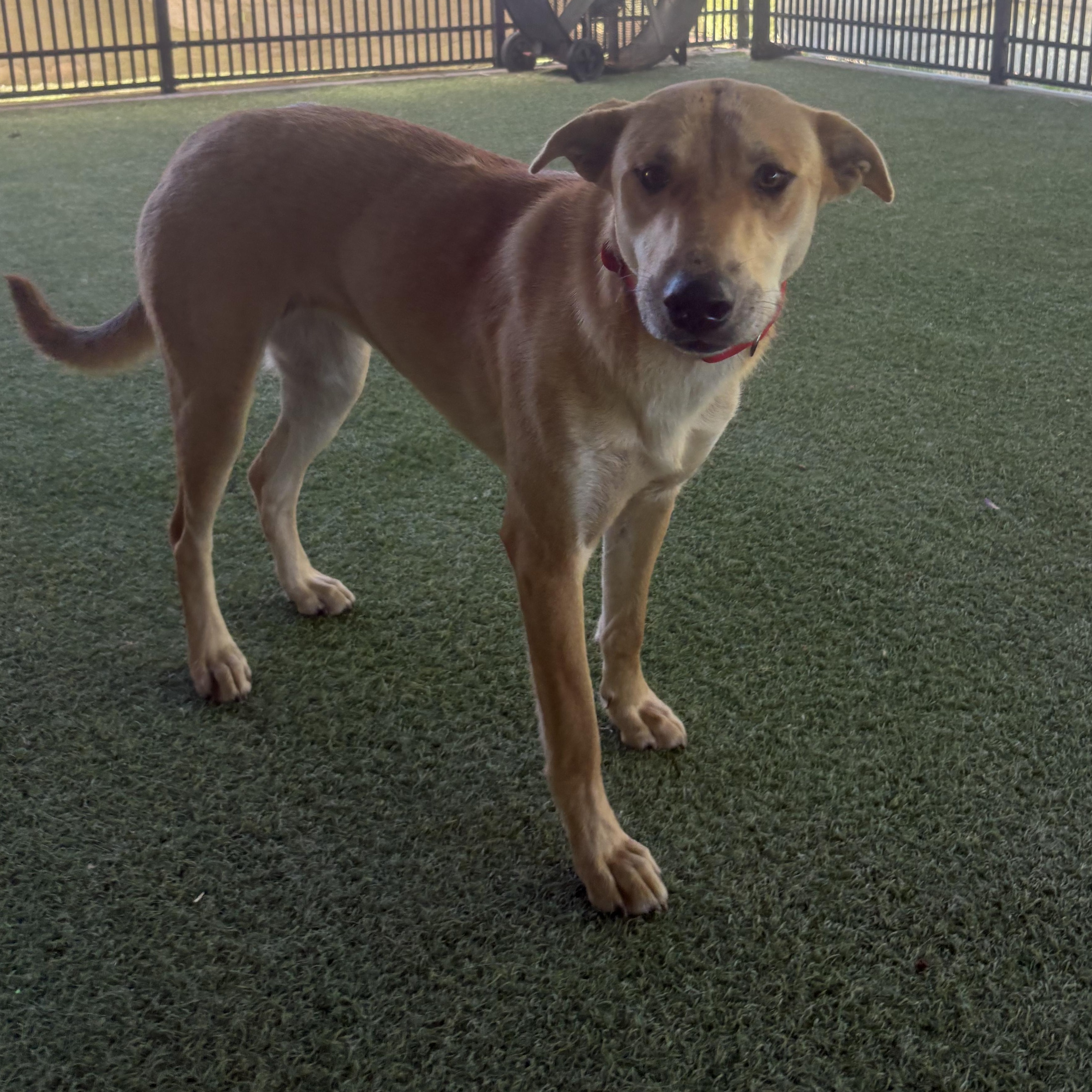Salem, an adoptable mixed breed in Grass Valley, CA image 6/6