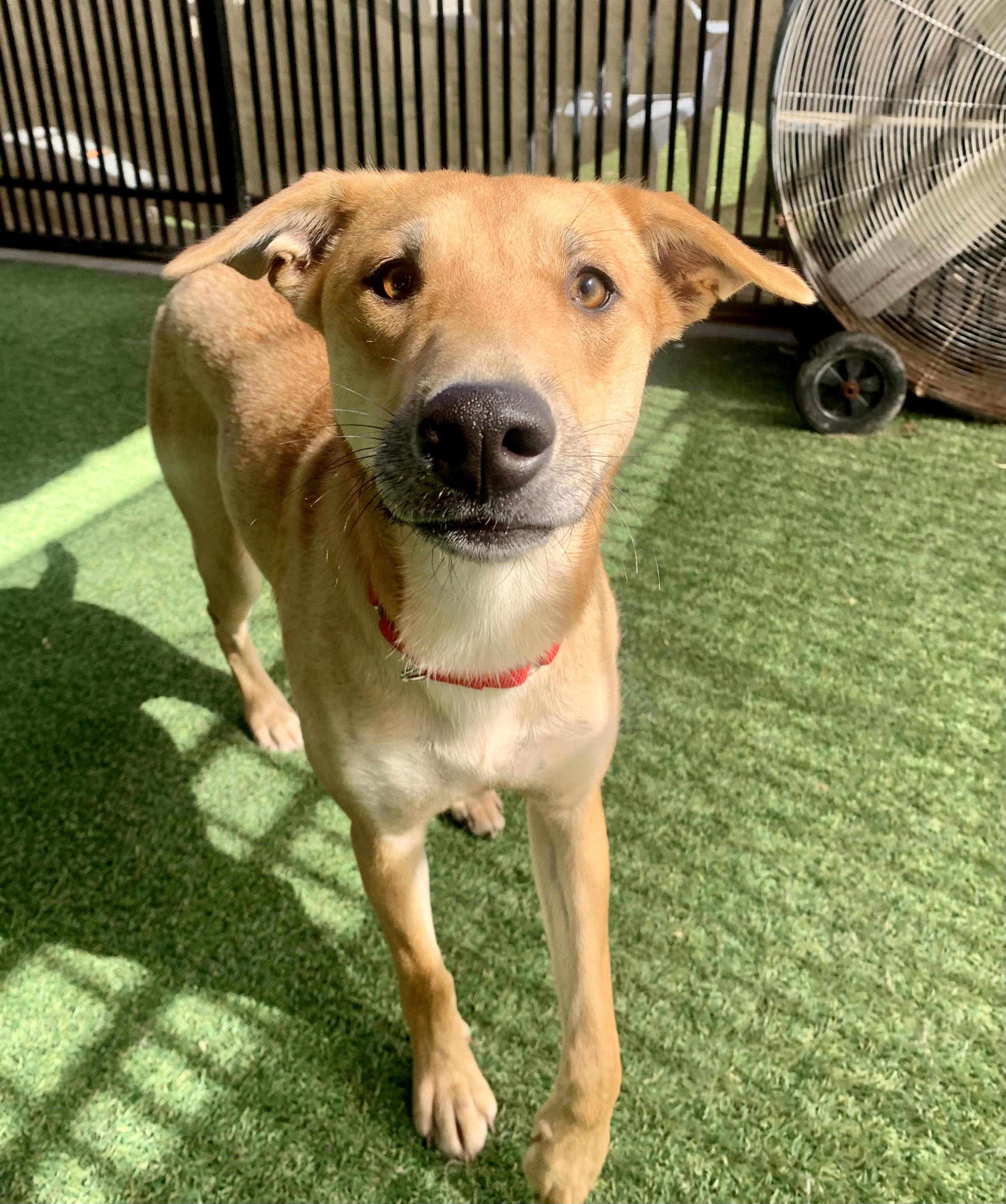 Salem, an adoptable mixed breed in Grass Valley, CA image 4/6