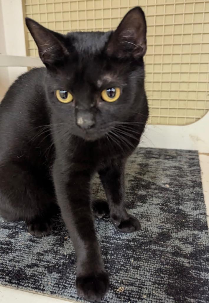 Adrienne 25231, Adoptable, Young Female Domestic Short Hair.