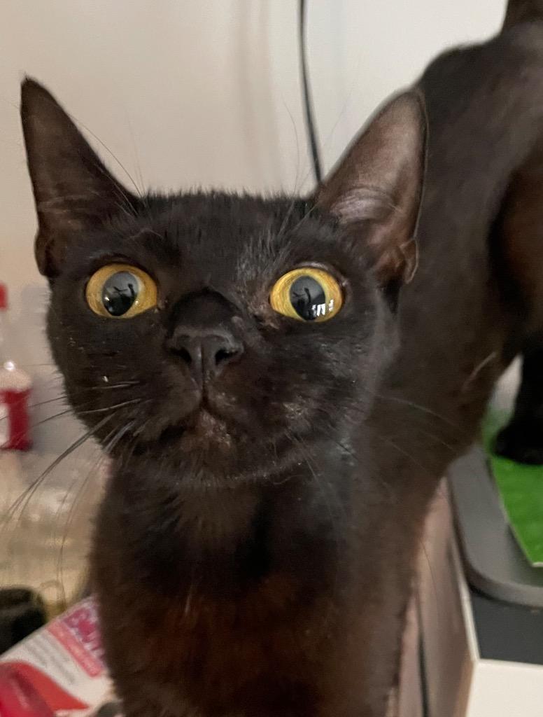 Enlarge Adrienne 25231, a Adoptable mixed breed in Dalton, GA image 2/2