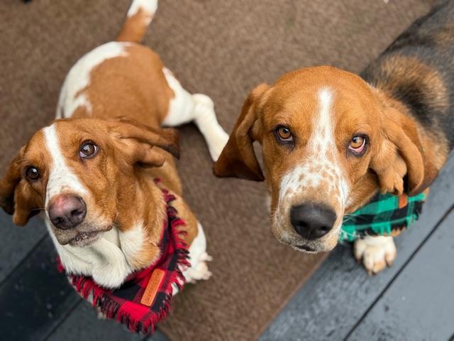 Enlarge Clyde, a ADOPTABLE Basset Hound in benicia, CA image 2/4