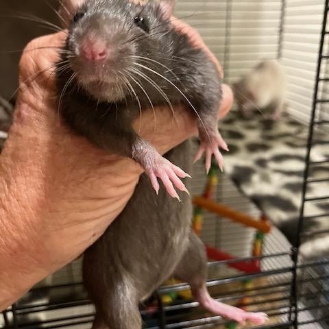 Pets for adoption from Any Rat Rescue | Petfinder