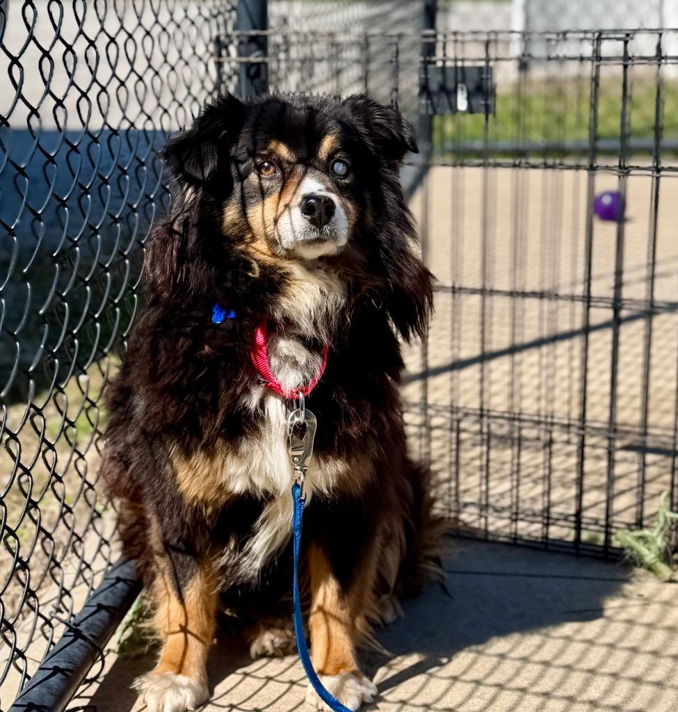 Enlarge BJ, a Adoptable Australian Shepherd in Columbia, IL image 1/2