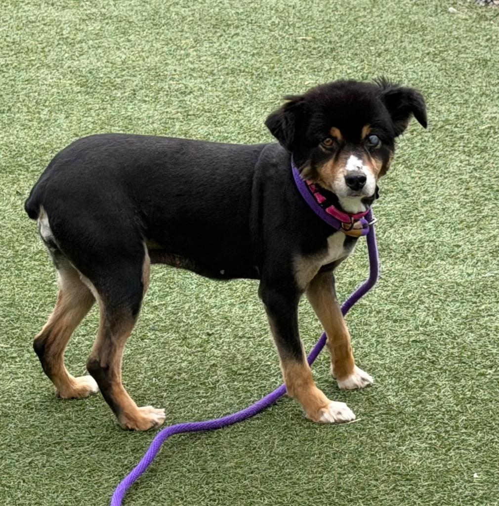 Enlarge BJ, a Adoptable Australian Shepherd in Columbia, IL image 2/2