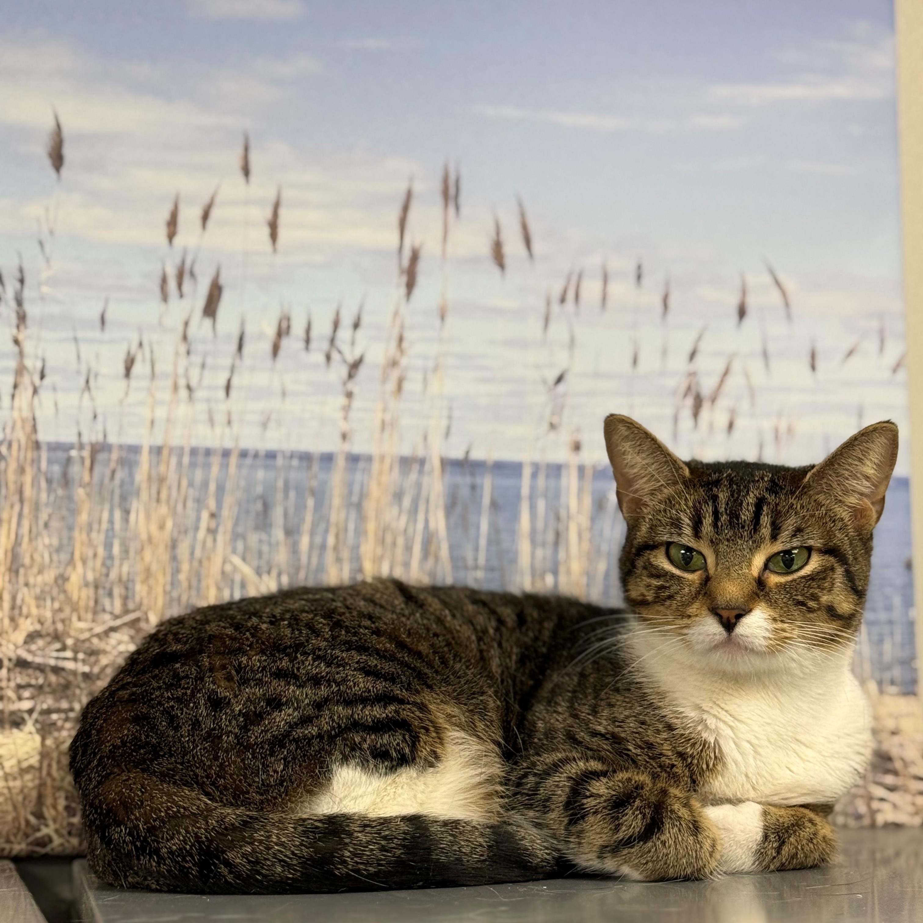 Enlarge Marlene, a ADOPTABLE Domestic Short Hair in Syosset, NY image 1/1