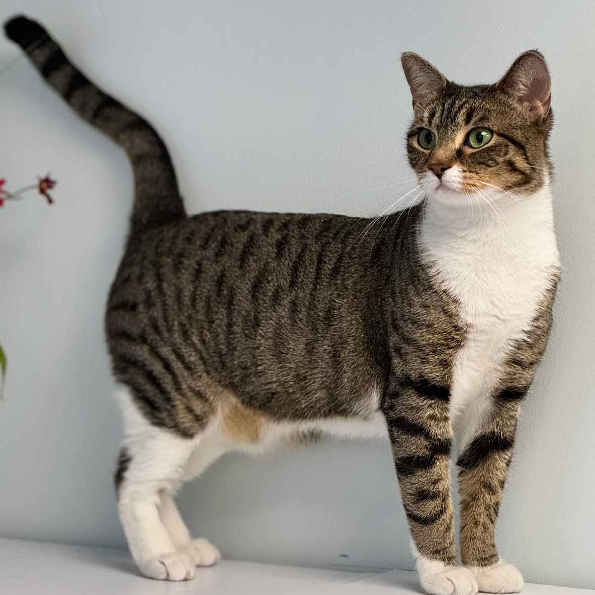 Enlarge Marlene, a ADOPTABLE Domestic Short Hair in Syosset, NY image 1/1