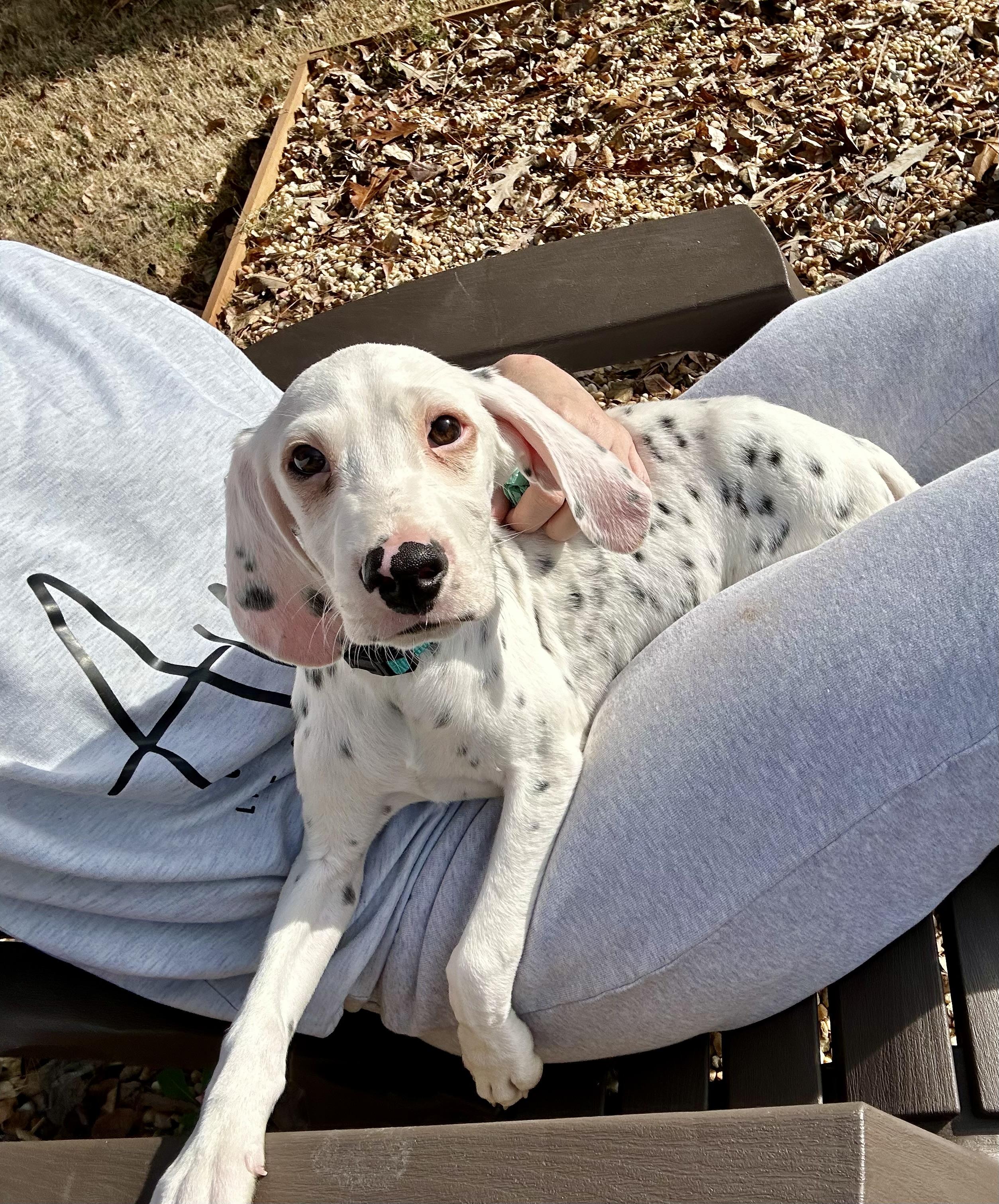 Louie, Adopted, Puppy Male Dalmatian.