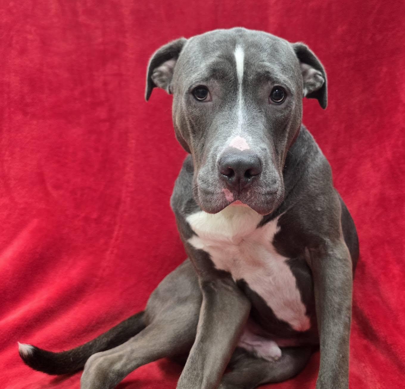 Enlarge Blue, a Adoptable mixed breed in Frankfort, IN image 1/5