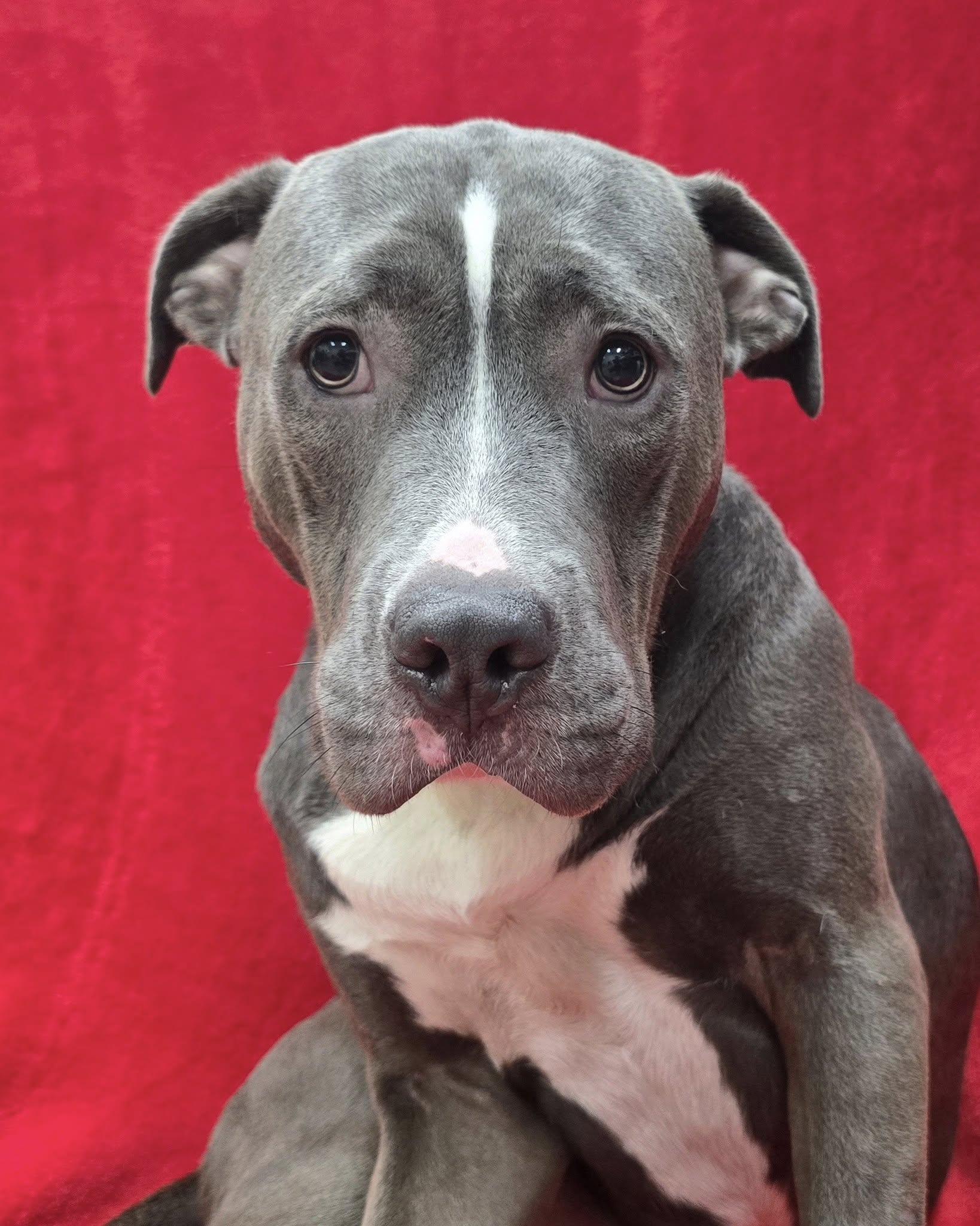 Enlarge Blue, a Adoptable mixed breed in Frankfort, IN image 2/5