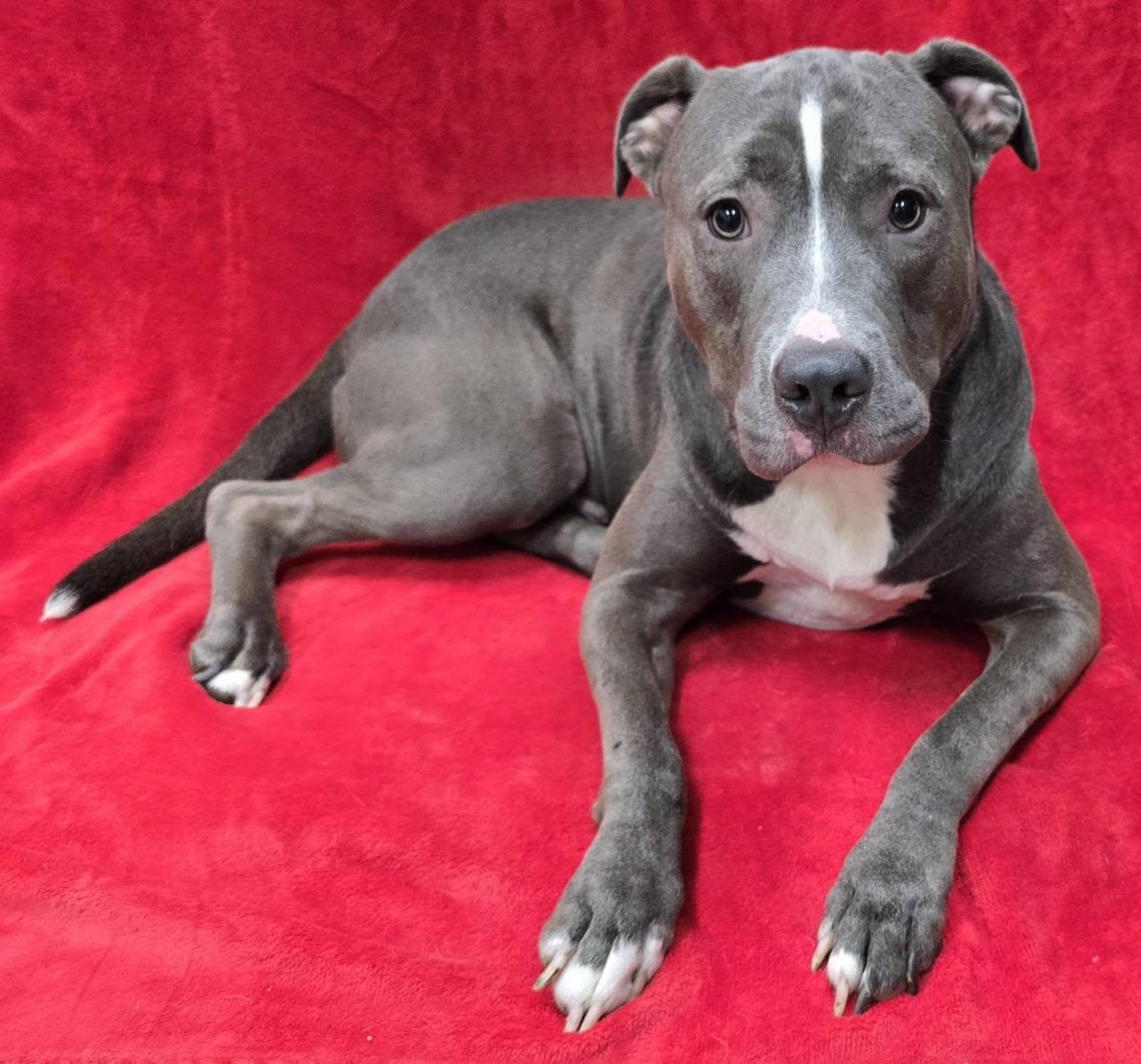 Enlarge Blue, a Adoptable mixed breed in Frankfort, IN image 3/5