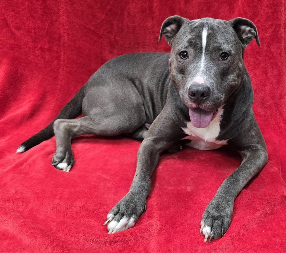 Enlarge Blue, a Adoptable mixed breed in Frankfort, IN image 5/5