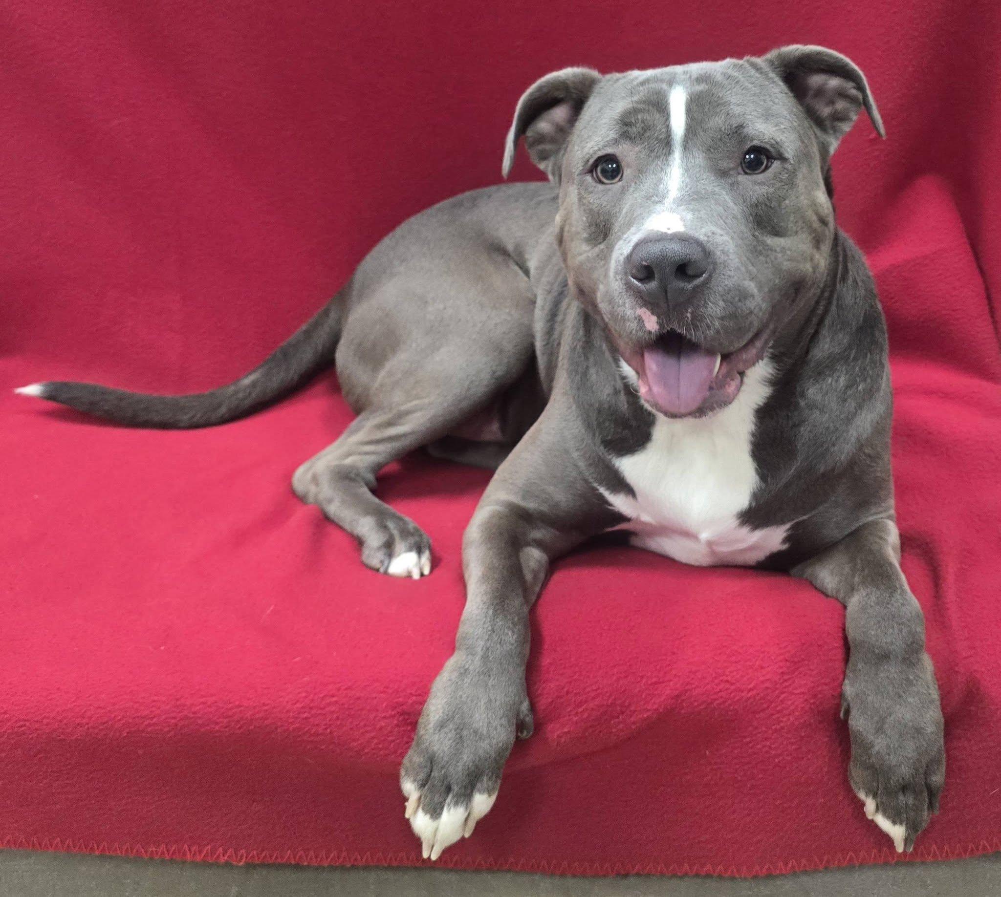 Enlarge Blue, a Adoptable mixed breed in Frankfort, IN image 3/5